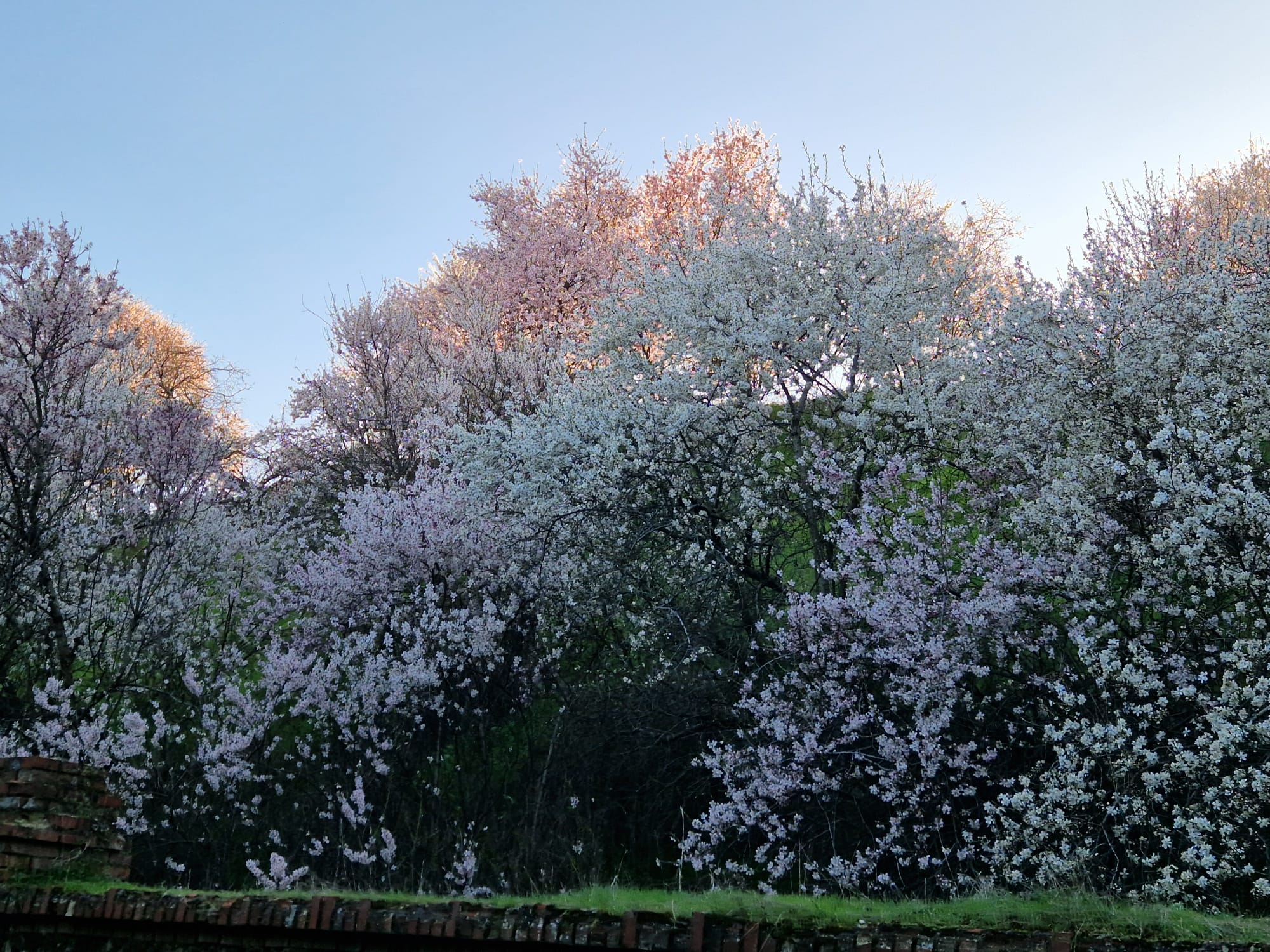 Árboles en flor