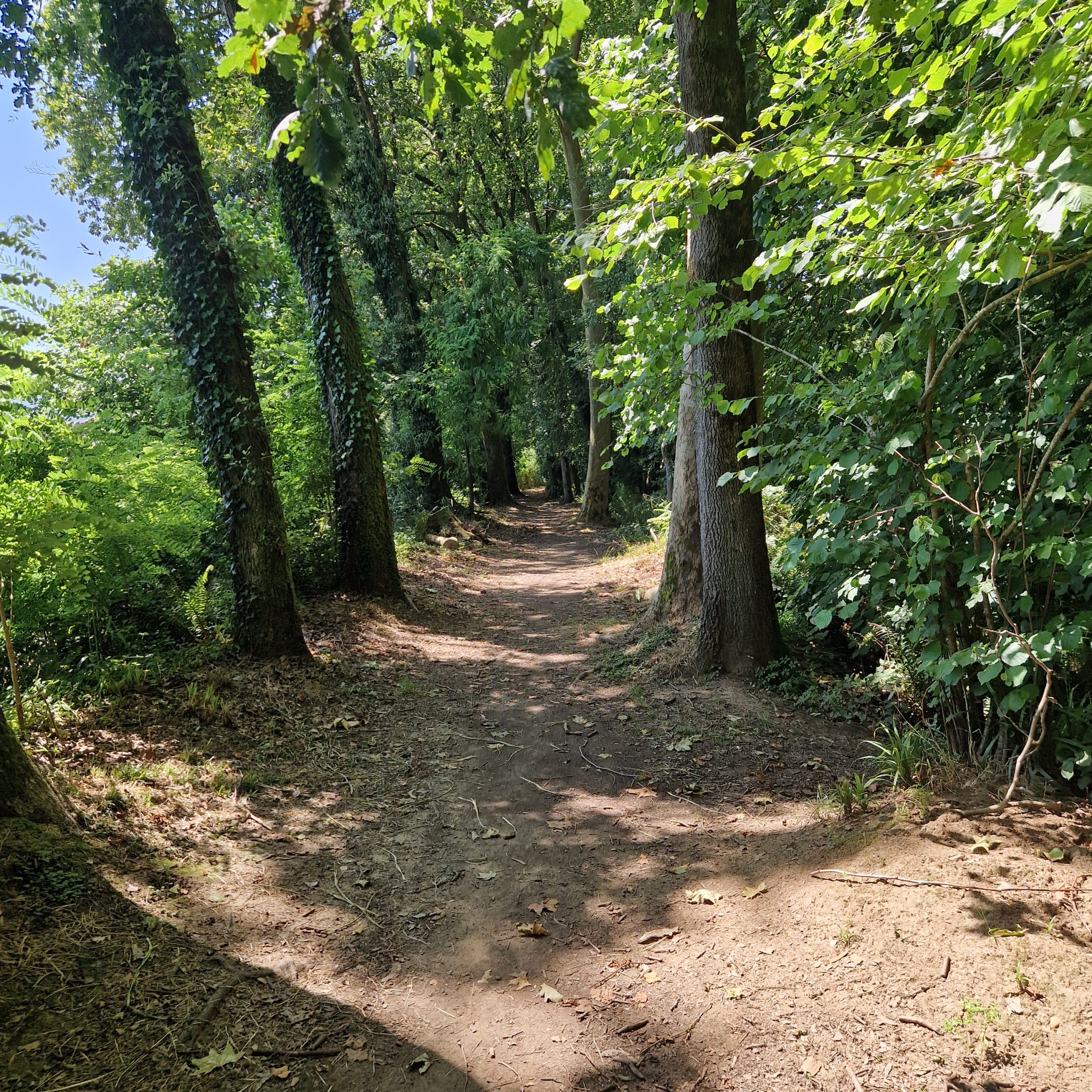 Sendero entre el bosque